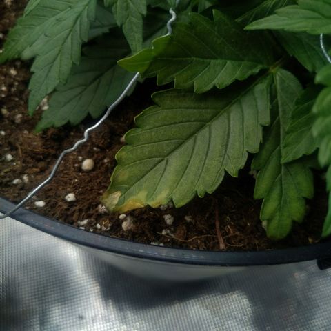Auto Orange Bud growlog photo: Походу после енхенсера.. пш был 7.6