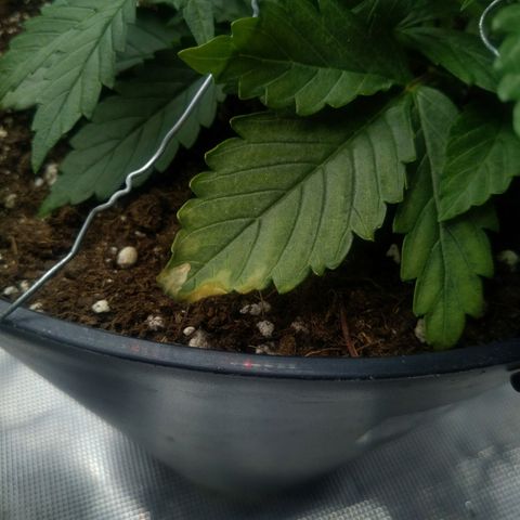 Auto Orange Bud growlog photo: Походу после енхенсера.. пш был 7.6