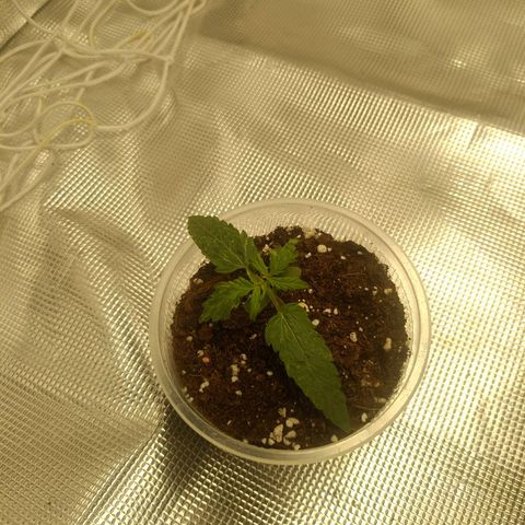 Ak 47 growlog timeline photo