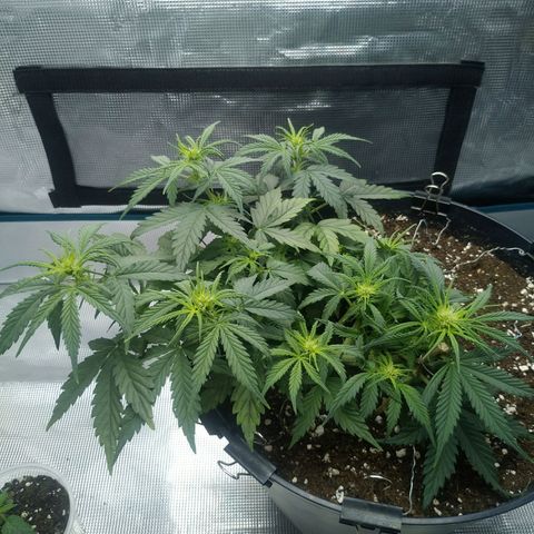 Auto Orange Bud growlog timeline photo