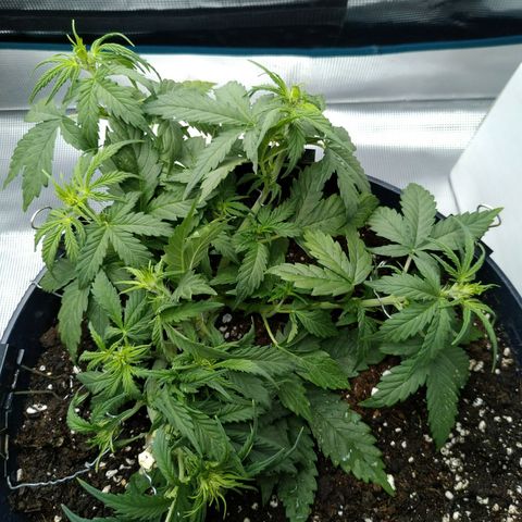 Auto Orange Bud growlog timeline photo