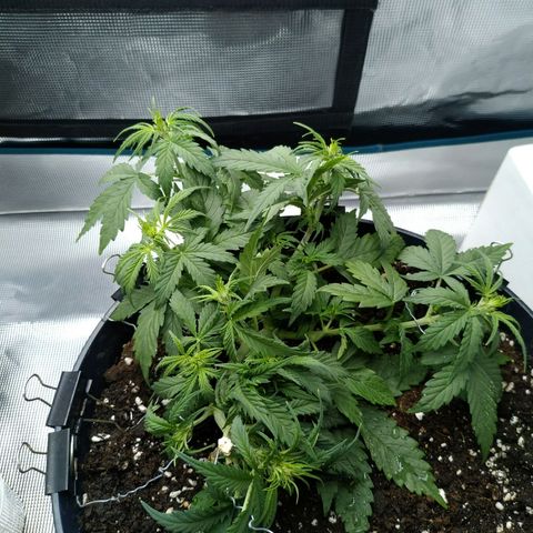 Auto Orange Bud growlog timeline photo