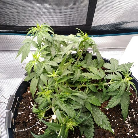 Auto Orange Bud growlog timeline photo