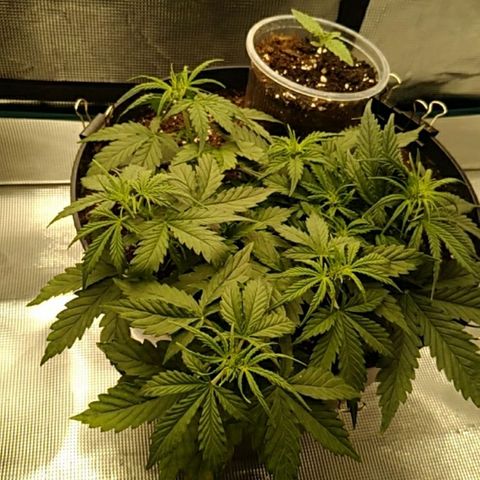 Auto Orange Bud growlog timeline photo