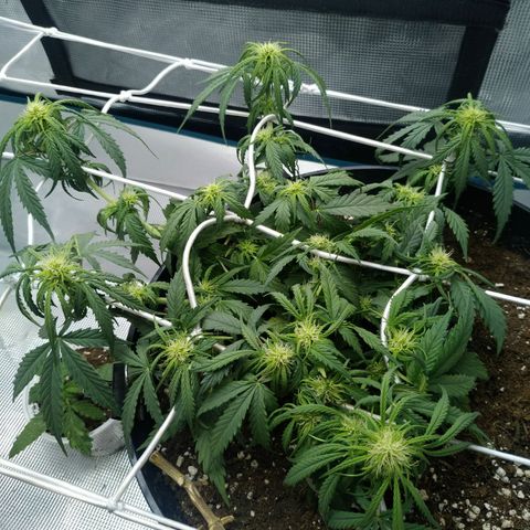 Auto Orange Bud growlog photo: Подрезаю чуть лопухи