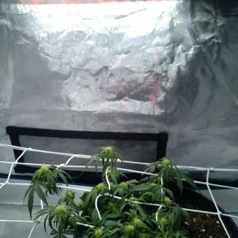 Auto Orange Bud growlog photo: Подрезаю чуть лопухи