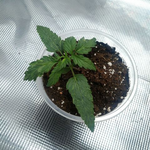 Ak 47 growlog timeline photo