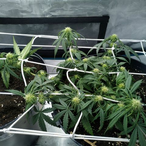 Auto Orange Bud growlog photo: Влил энхансера 600 мл, примерно