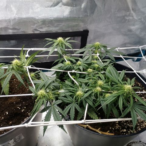 Auto Orange Bud growlog timeline photo