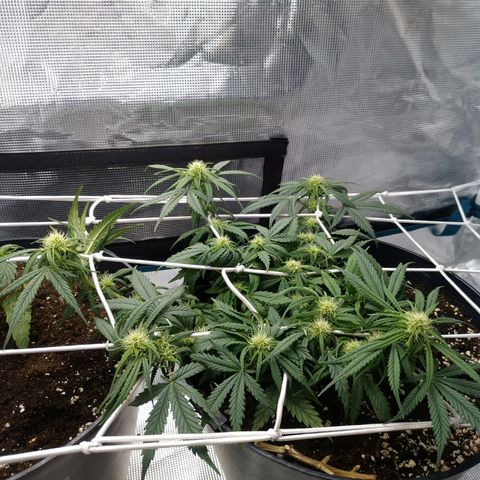 Auto Orange Bud growlog timeline photo