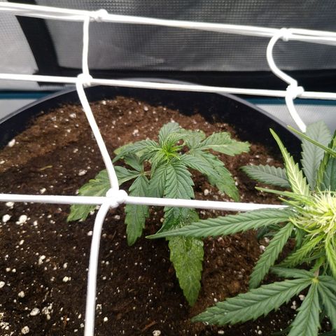 Ak 47 growlog photo: Не нравится мне этот кустец:/