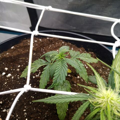 Ak 47 growlog photo: Не нравится мне этот кустец:/