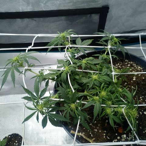Auto Orange Bud growlog timeline photo