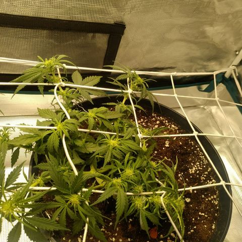 Auto Orange Bud growlog timeline photo