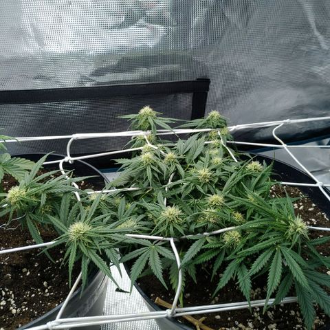 Auto Orange Bud growlog timeline photo