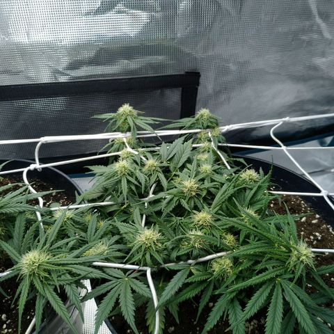 Auto Orange Bud growlog timeline photo