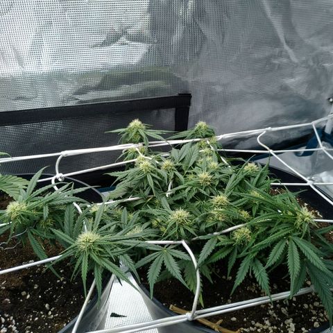 Auto Orange Bud growlog timeline photo