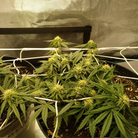 Auto Orange Bud growlog timeline photo