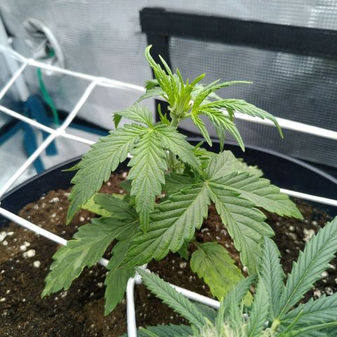 Ak 47 growlog timeline photo