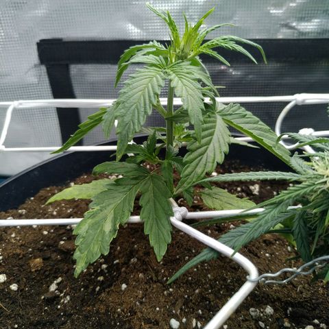 Ak 47 growlog timeline photo
