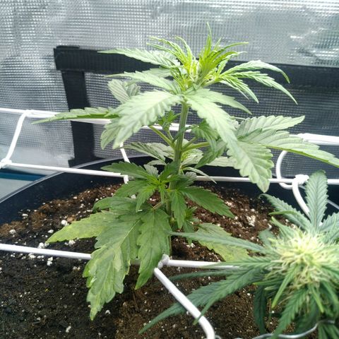 Ak 47 growlog timeline photo