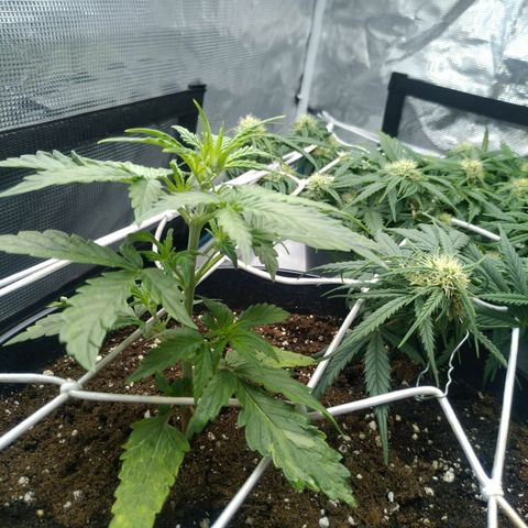 Ak 47 growlog timeline photo