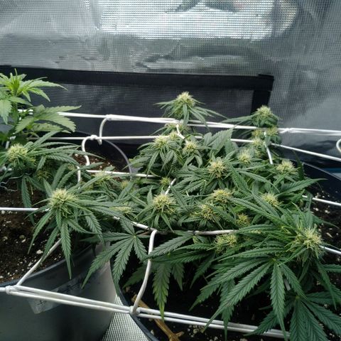 Auto Orange Bud growlog photo: Чуть трихомы видно