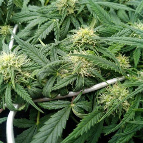 Auto Orange Bud growlog photo: Чуть трихомы видно