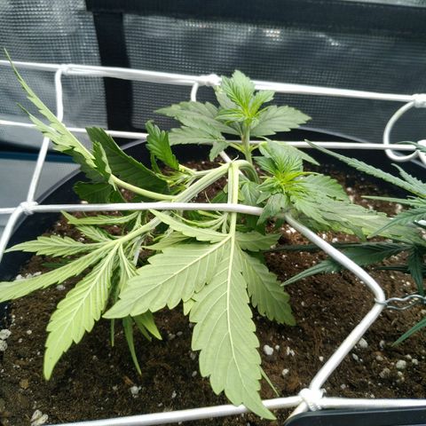 Ak 47 growlog photo: Загнул ёлочку