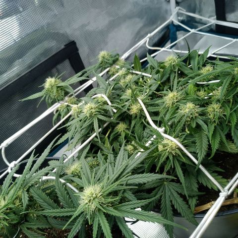 Auto Orange Bud growlog photo: Нотки апельсина чувствуются, е'ли загибать колы