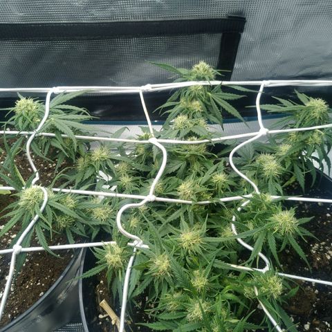 Auto Orange Bud growlog photo: Полил 400 мл на 4 мл рутса