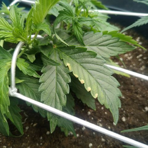 Ak 47 growlog photo: Полил на 4(?) Дня раньше энхэнсером, пошли бока - лист с одного края желтить начал