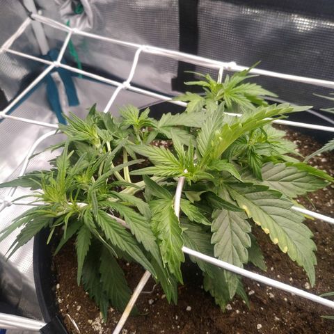 Ak 47 growlog photo: Полил на 4(?) Дня раньше энхэнсером, пошли бока - лист с одного края желтить начал