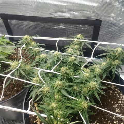 Auto Orange Bud growlog photo: После пролива энхесером, вроде норм всё