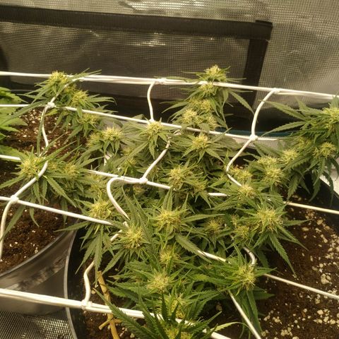 Auto Orange Bud growlog photo: После пролива энхесером, вроде норм всё