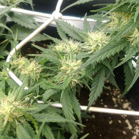Auto Orange Bud growlog timeline photo