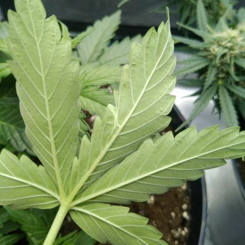 Ak 47 growlog photo: Вот такие ошибки вылезают