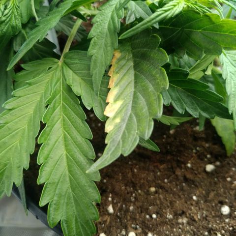 Ak 47 growlog photo: Ошибка 2