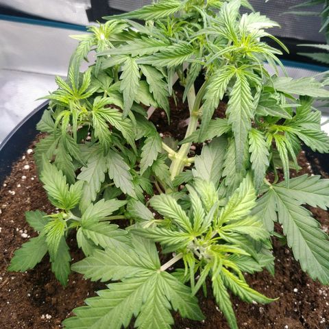 Ak 47 growlog photo: Чутка лопухи убрал