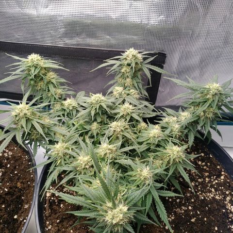 Auto Orange Bud growlog photo: Полил 1л с 1мл рутса