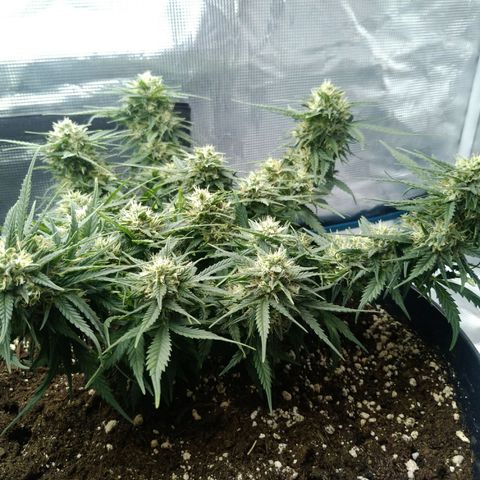 Auto Orange Bud growlog timeline photo