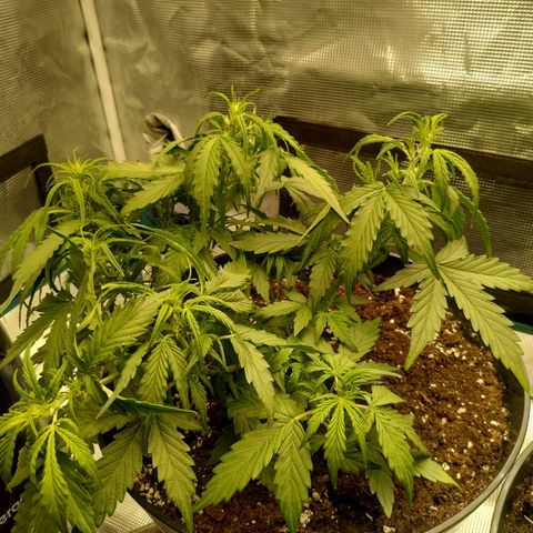 Ak 47 growlog photo: Нуу, та4ое