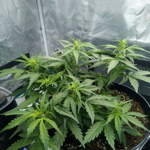 Ak 47 growlog timeline photo