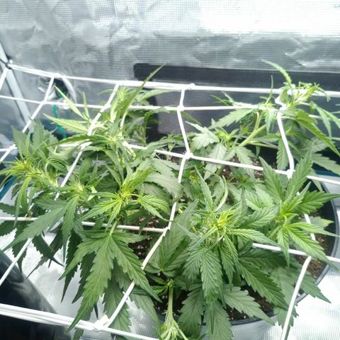 Ak 47 growlog photo: Неплохо набрала массы