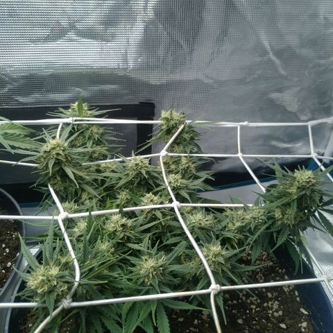 Auto Orange Bud growlog photo: Ни одной мутной трихомы, все прозрачные.. но это не точно:)