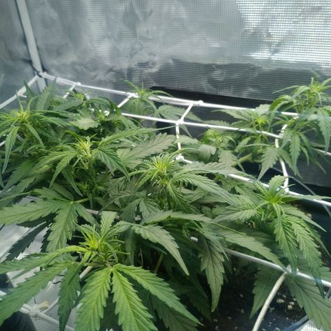 Ak 47 growlog photo: Пару лопухов снял