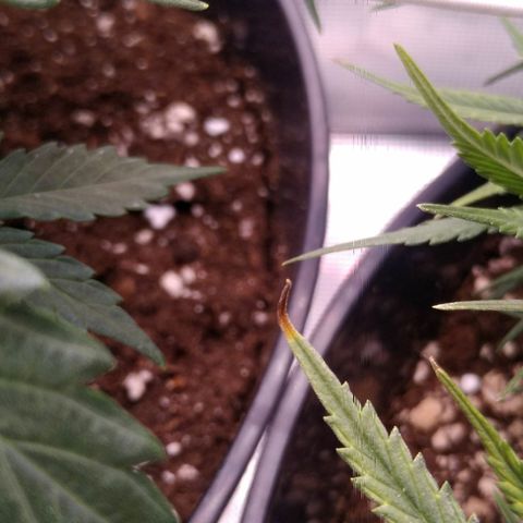 Auto Orange Bud growlog timeline photo