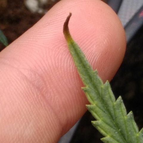 Auto Orange Bud growlog timeline photo