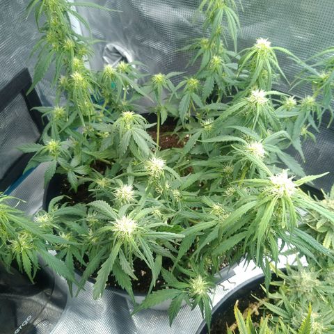 Ak 47 growlog photo: Швази