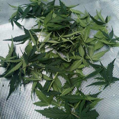 Ak 47 growlog photo: Швази